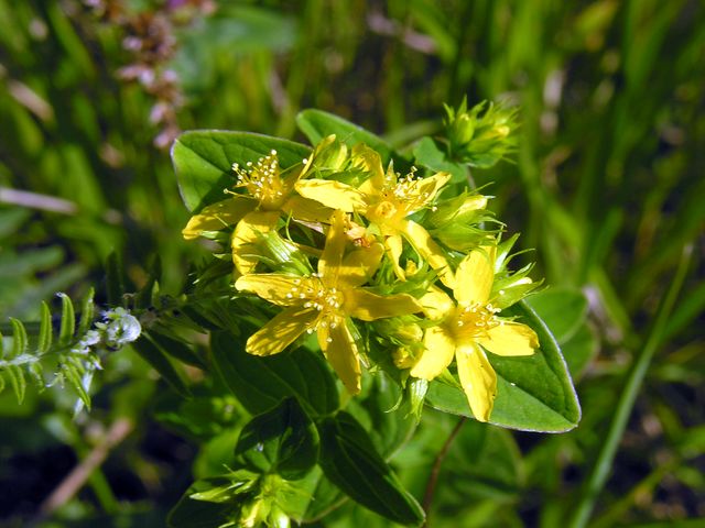 Hypericum cfr.maculatum